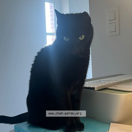 Foto van vermiste kat in Ixelles
