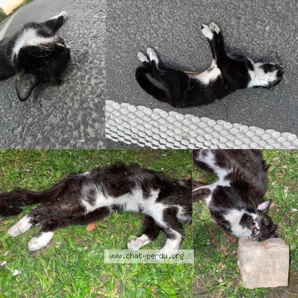 Foto 1/1 Kat gevonden Gevonden in Herstal