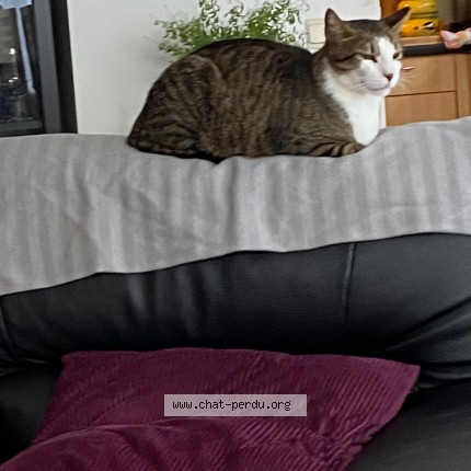 Foto 1/1 Kat teruggevonden Vermist in Middelkerke