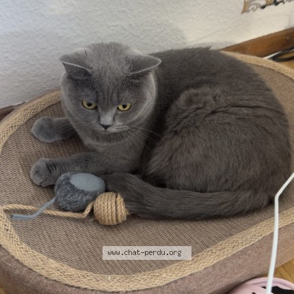 Foto 1/2 Daisy Katze verloren in Corsier Sur Vevey