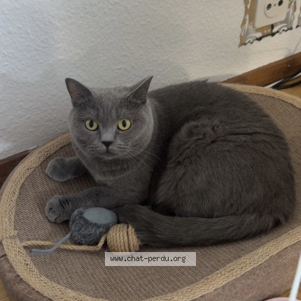 Foto 2/2 Daisy Gatto smarrito a Corsier Sur Vevey