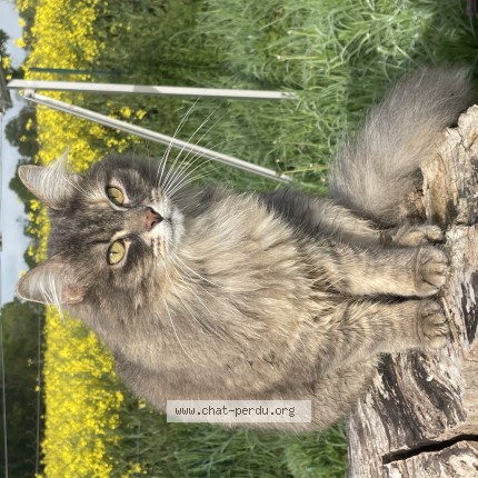 Photo of a cat found in Jarnac
