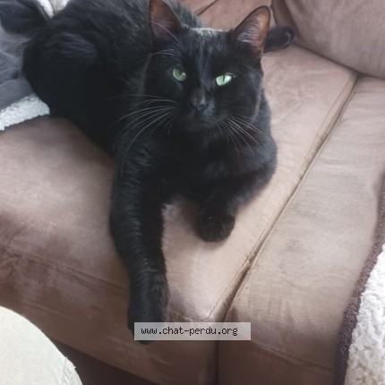 Photo of a cat found in Mollets Et Maa