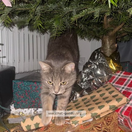 Photo 1/1 LOULIG Cat lost in Ver Sur Mer