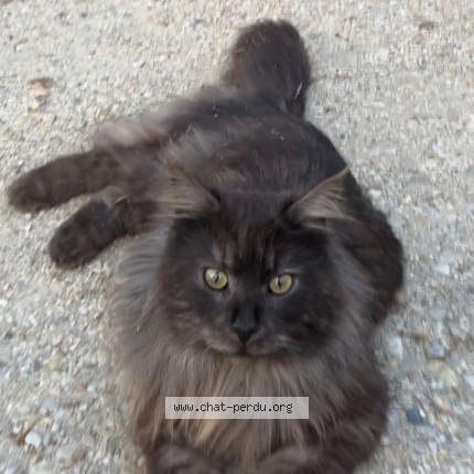 Photo 1/1 Found cat Found in Saint Leger De Balson