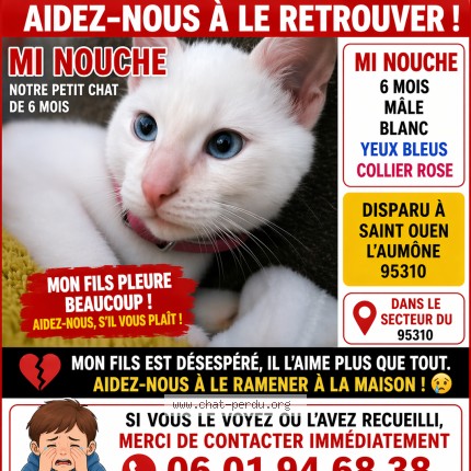 Photo 1/1 mi nouche Cat lost in St Ouen L Aumone
