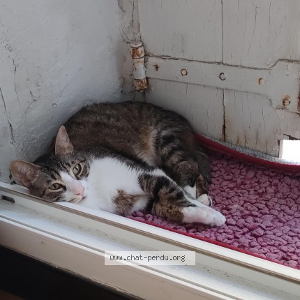 Photo 1/3 Nonoche Cat lost in Poussan