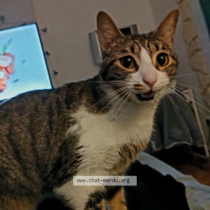 Photo 2/3 Nonoche Cat lost in Poussan