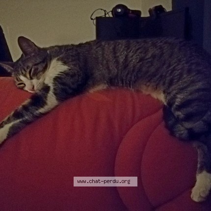 Photo 3/3 Nonoche Cat lost in Poussan