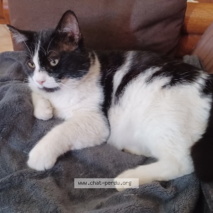 Photo 1/1 Found cat Found in Ales