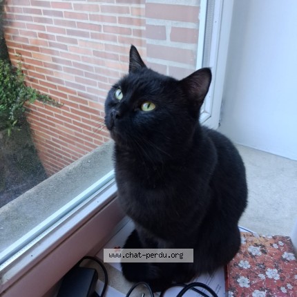 Photo of a cat found in Schaerbeek