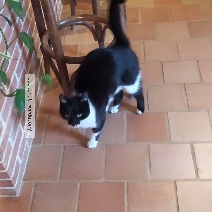 Photo of a cat found in Saint Melaine Sur Aubance