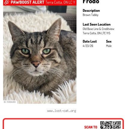 Photo 1/1 Reunited cat Lost in Terra Cotta