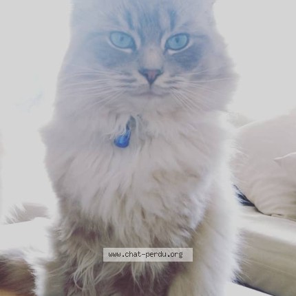 Photo 1/1 coco Cat lost in Biarritz