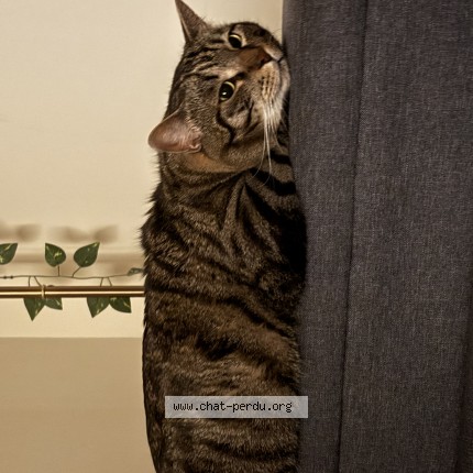 Picture of cat lost at Montpellier
