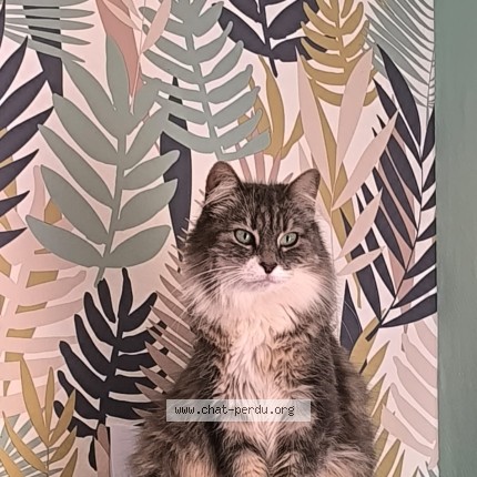 Photo of a cat found in Montigny En Ostrevent
