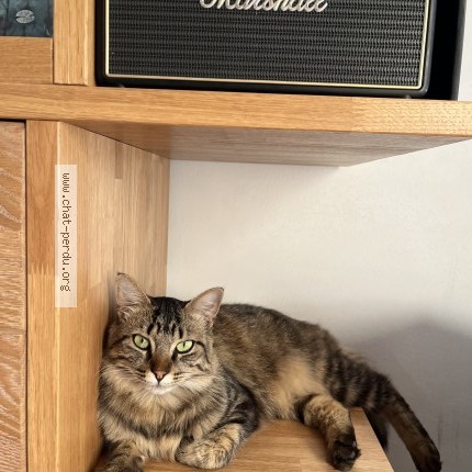 Foto 1/1 Gatto ritrovato Smarrito a Celigny