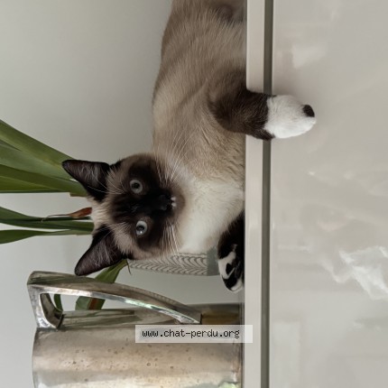 Foto van vermiste kat in Bruxelles