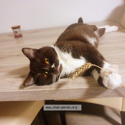 Foto 1/1 Utonium Katze verloren in Ligneres