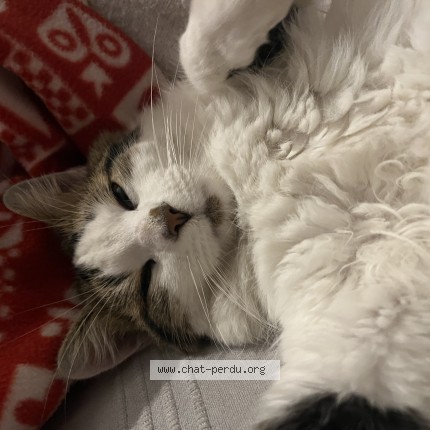 Photo 1/1 Diego Cat lost in Sauveterre