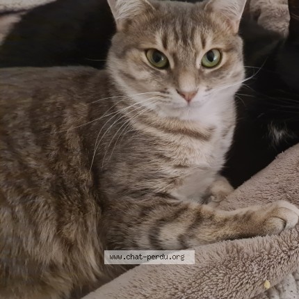 Photo of a cat found in Le Gue De Longroi