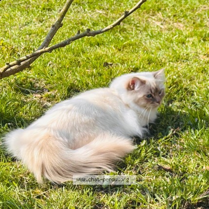 Foto 1/1 Kat teruggevonden Vermist in Feluy