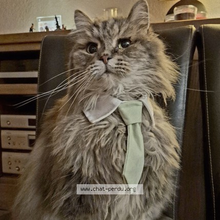 Foto 1/1 Wiedergefundene Katze Verloren in Vessy