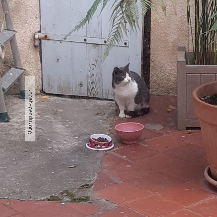 Photo 1/1 Found cat Found in Marseille 6e