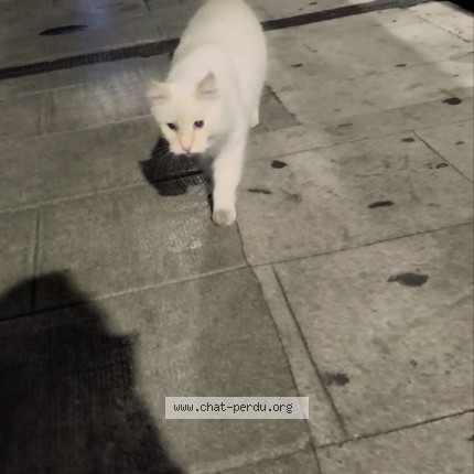 Photo 1/2 Found cat Found in Nice