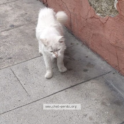 Photo 2/2 Found cat Found in Nice