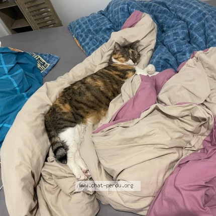 Photo of a cat found in Saint Maixent Sur Vie
