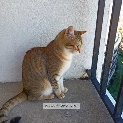 Foto 1/1 Wiedergefundene Katze Verloren in Renens