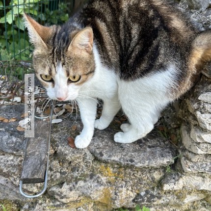 Photo 1/1 Found cat Found in Saint Saturnin Les Apt