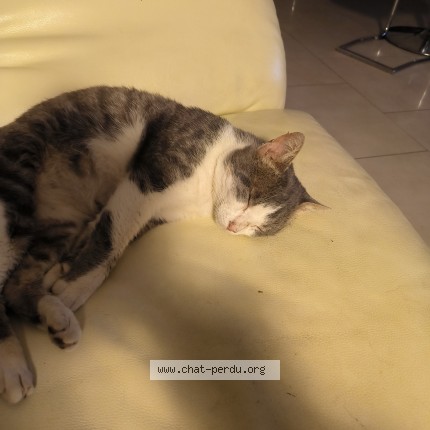 Photo 1/3 Found cat Found in Buzet Sur Baise