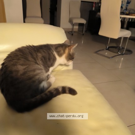 Photo 3/3 Found cat Found in Buzet Sur Baise