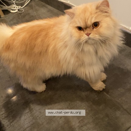 Photo 1/1 Ugo Cat lost in Grasse