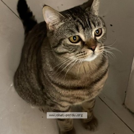 Foto 1/1 Kat teruggevonden Vermist in Anderlecht