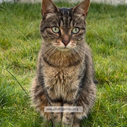 Foto 1/1 nino Kat vermist in Liege