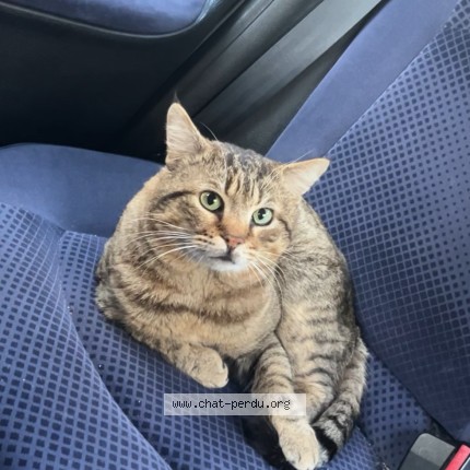 Photo 1/1 Reunited cat Lost in Paris