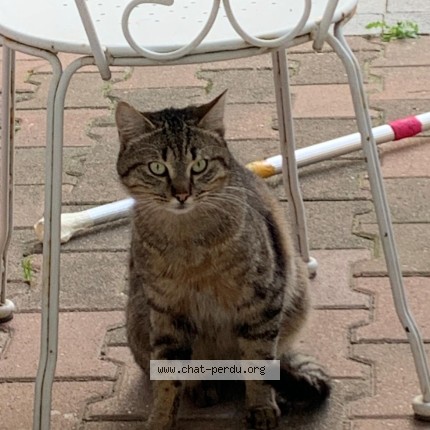 Photo 1/1 Reunited cat Lost in Paris