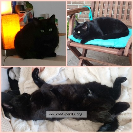 Foto 1/1 Arthur Kat vermist in Lasne