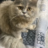 stella