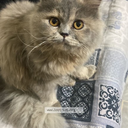 Picture of cat lost at Hayatabad Phase 3 Sector L3