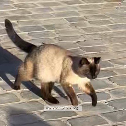 Foto van vermiste kat in Fourons
