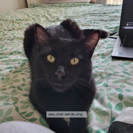 Photo 1/1 luffy Cat lost in Evry Courcouronnes
