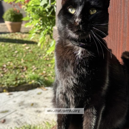 Foto einer verlorenen Katze in Bourguillon