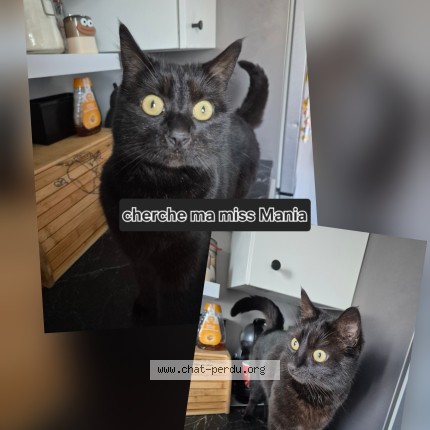 Foto 1/1 Mania Kat vermist in Oupeye