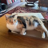 Photo of a cat found in Perth