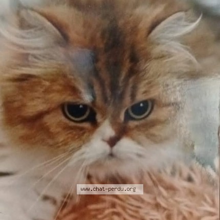 Foto einer verlorenen Katze in Avenches