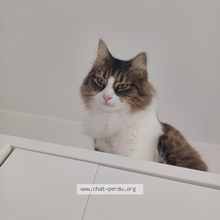 Foto van vermiste kat in Harinsart